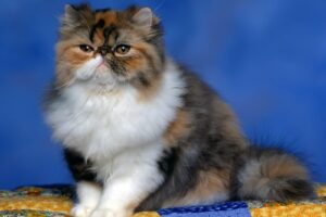 Persian Calico Kitten444888208